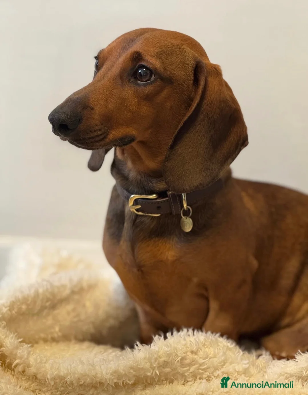 Bassotto cani per accoppiamento: Cesare cerca moglie a Città metropolitana di Roma Capitale - Annuncio 1