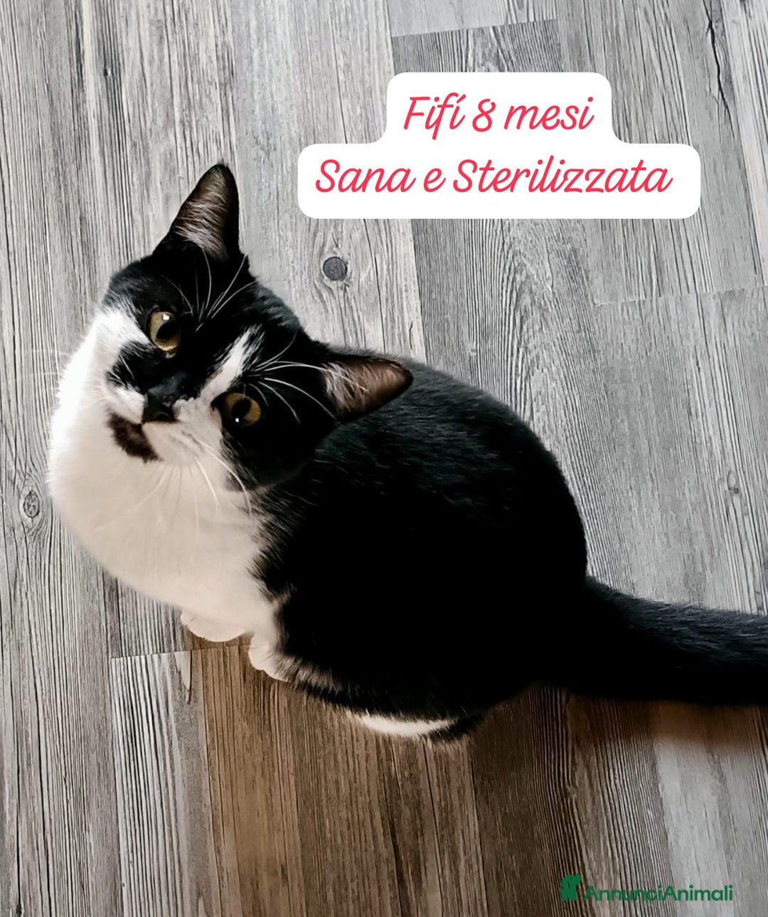 Europeo gatti in regalo: S.o.s. gattini da salvare  - Annuncio 10