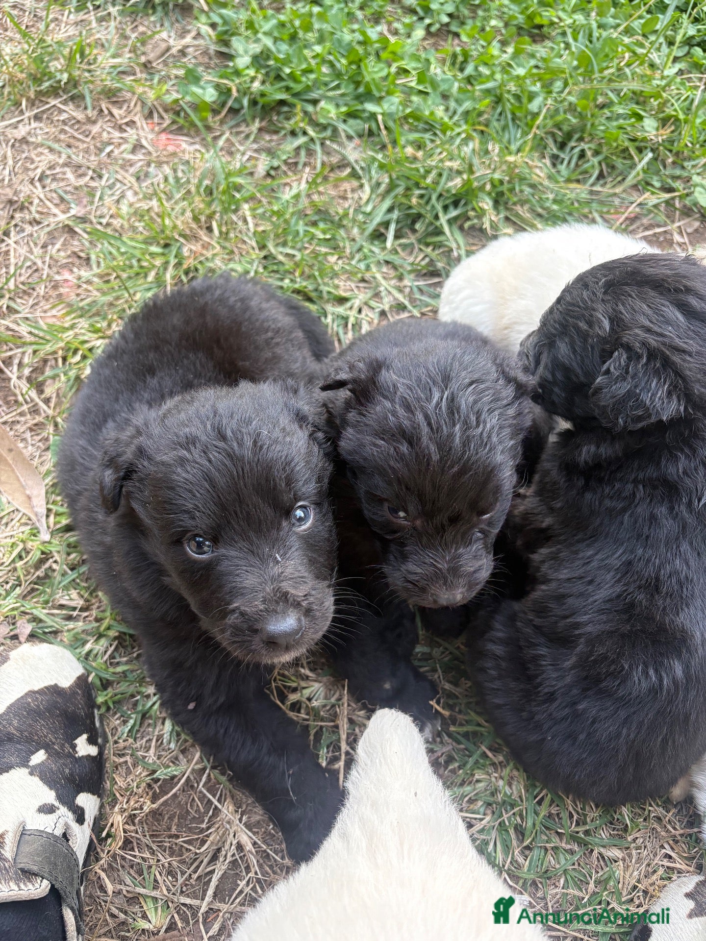 Meticcio cani in vendita: Cuccioli disponibili  - Annuncio 1