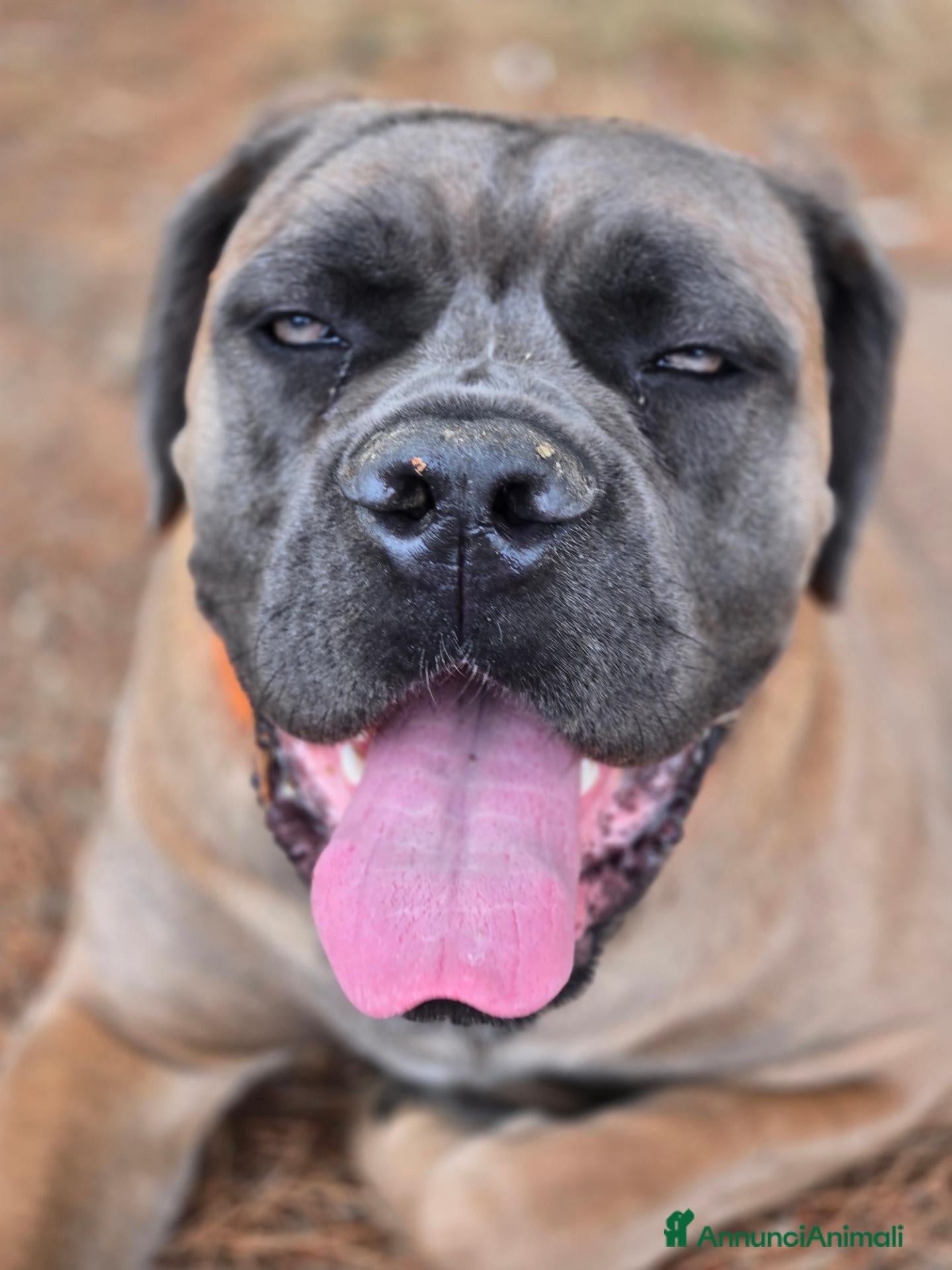 Cane Corso cani CUCCIOLI CANE CORSO PURO - Annuncio 2