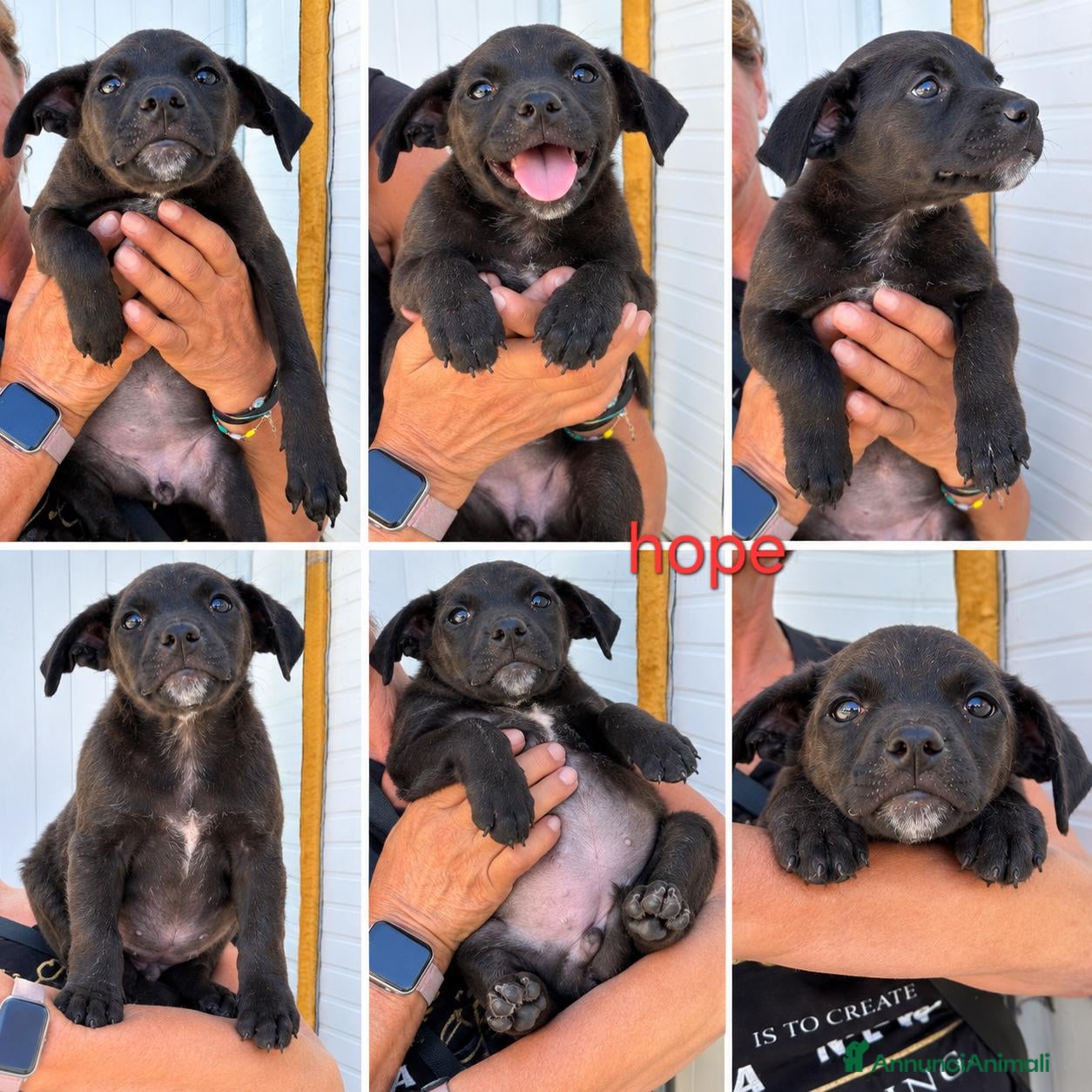 Meticcio cani Cucciola di taglia media piccola  - Annuncio 26