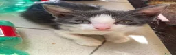 Meticcio gatti in regalo: Milly e Molly cercano casa! - Annuncio 1