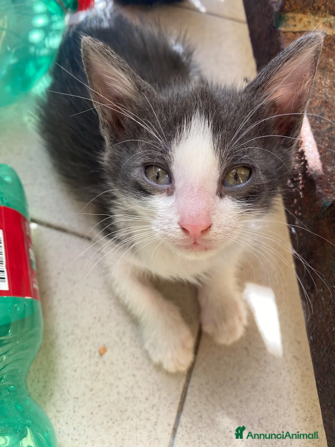 Meticcio gatti in regalo: Milly e Molly cercano casa! - Annuncio 1