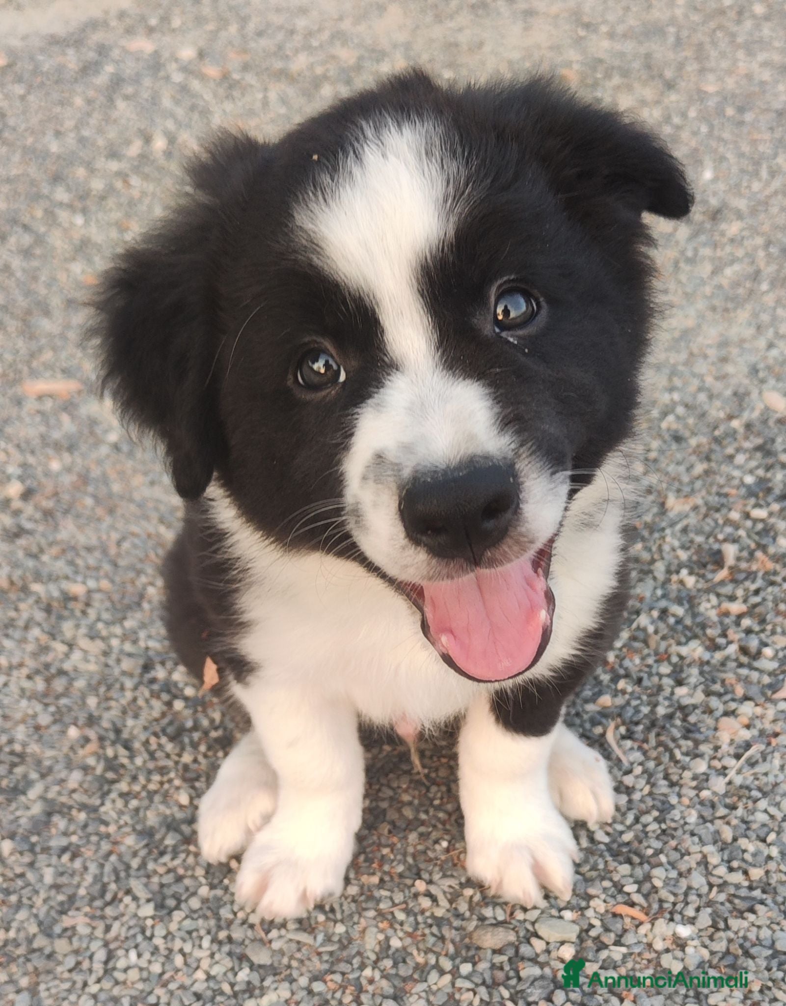 Border Collie cani CUCCIOLI DI BORDER COLLIE ALTA GENEALOGIA - Annuncio 6