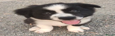 Border Collie Cucciolo 1