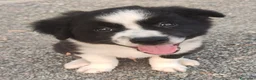 Border Collie cani in vendita: CUCCIOLI DI BORDER COLLIE ALTA GENEALOGIA - Annuncio 1