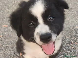 Border Collie cani CUCCIOLI DI BORDER COLLIE ALTA GENEALOGIA - Annuncio 3