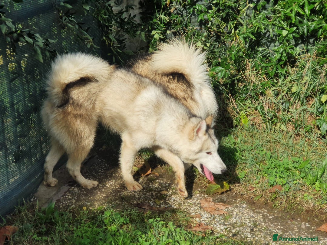 Alaskan Malamute cani in vendita: Alaskan Malamute cuccioloni  a Città Metropolitana di Bologna - Annuncio 2