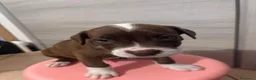 Pitbull cani in vendita: Cuccioli american pitbull terrier  - Annuncio 7
