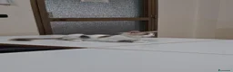 Meticcio gatti in regalo: GATTINA DOLCISSIMA - Annuncio 5