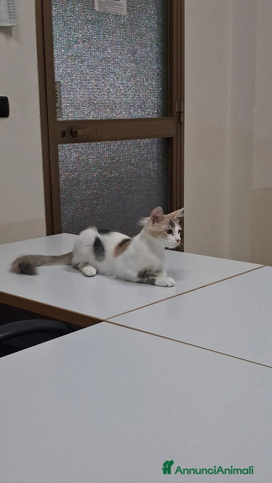Meticcio gatti in regalo: GATTINA DOLCISSIMA - Annuncio 5