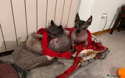 Altre razze cani in regalo: LAMPONE & MIRTILLO, mini CANI NUDI CINESI fifoni! a Città Metropolitana di Firenze - Immagine 4