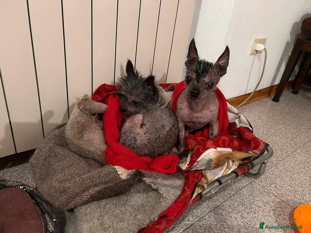 Altre razze cani in regalo: LAMPONE & MIRTILLO, mini CANI NUDI CINESI fifoni! a Città Metropolitana di Firenze - Immagine 4
