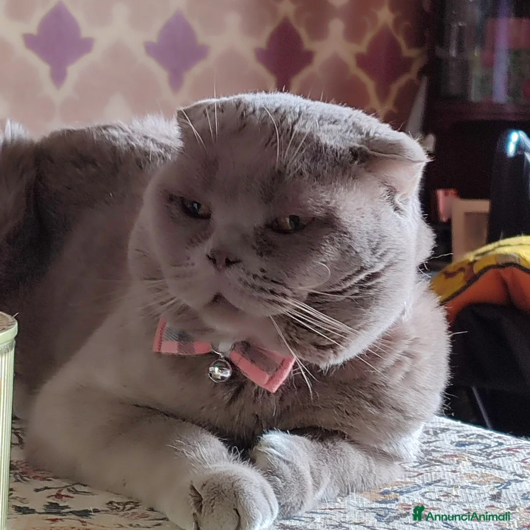 Scottish gatti per accoppiamento: Bronson vuole allargare la famiglia a Città Metropolitana di Bologna - Annuncio 1