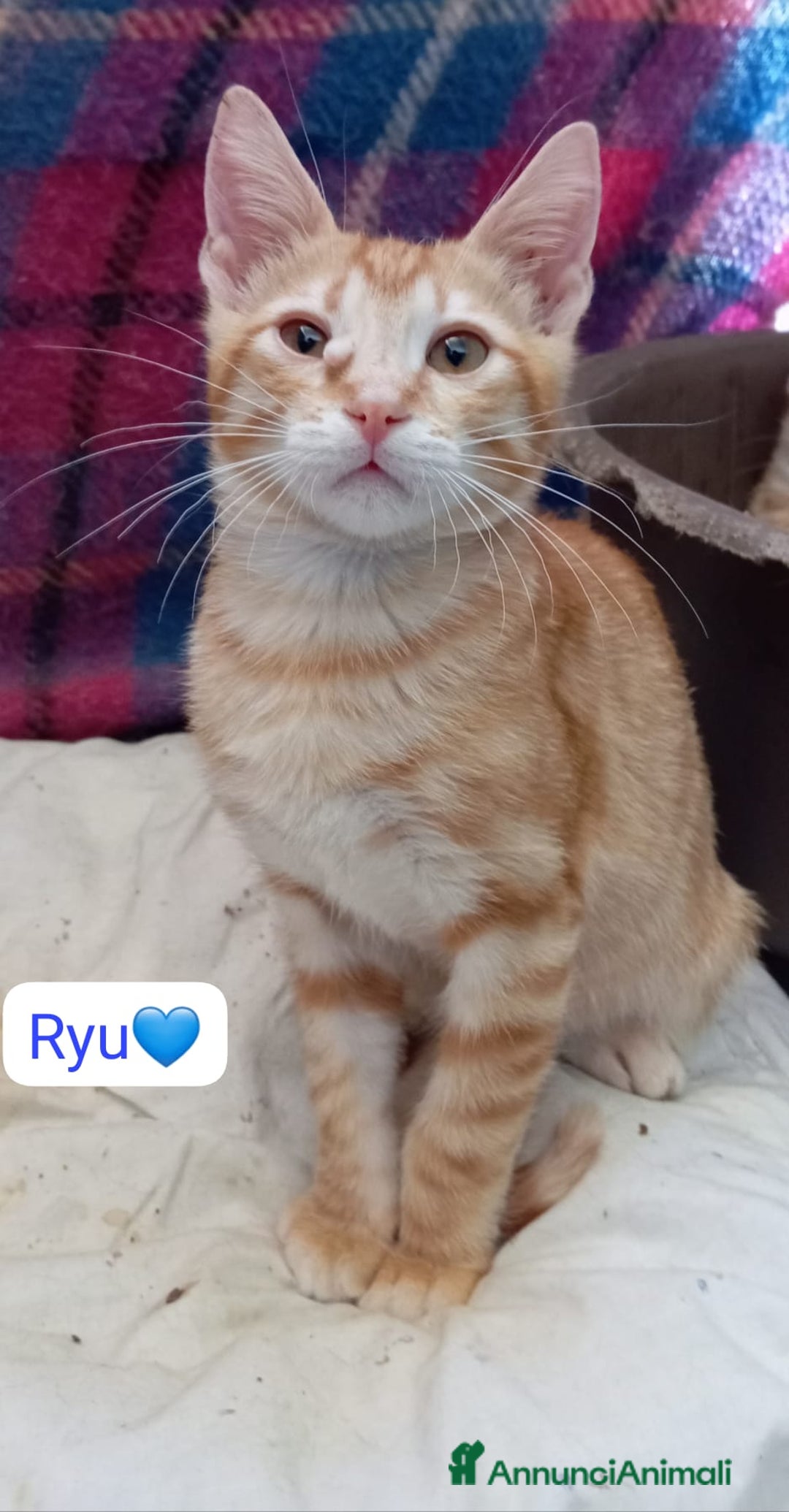 Meticcio gatti in regalo: Gattini di 4 mesi in cerca di casa  a Città metropolitana di Milano - Annuncio 6