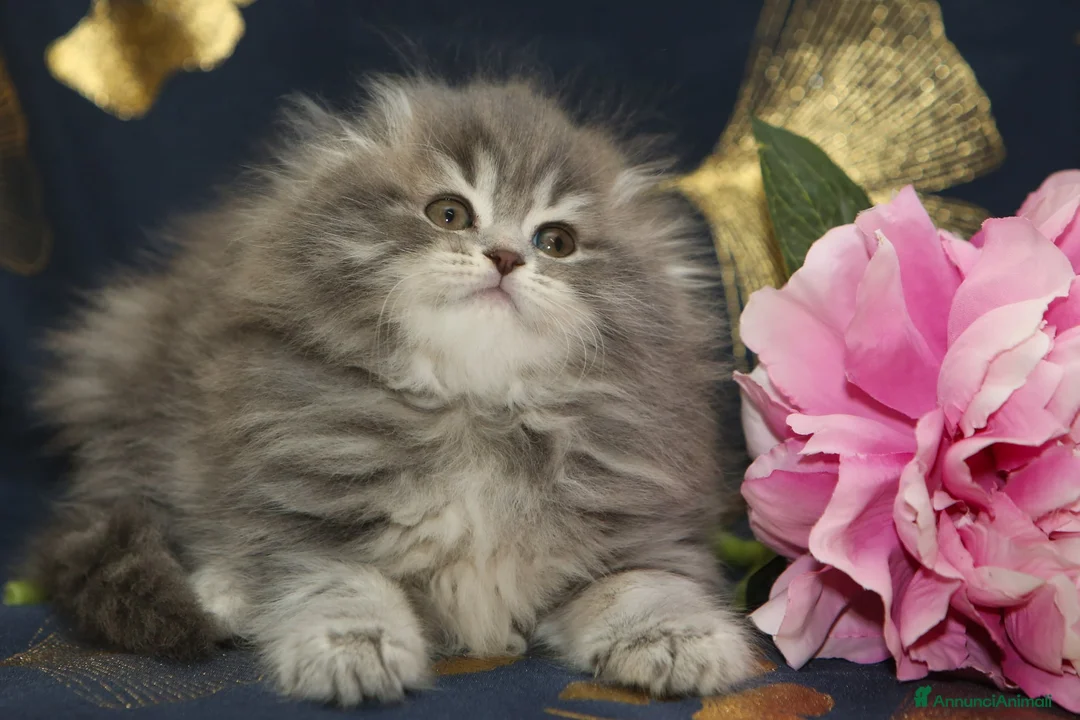 Scottish gatti in vendita: Cuccioli Scottish fold  - Annuncio 6