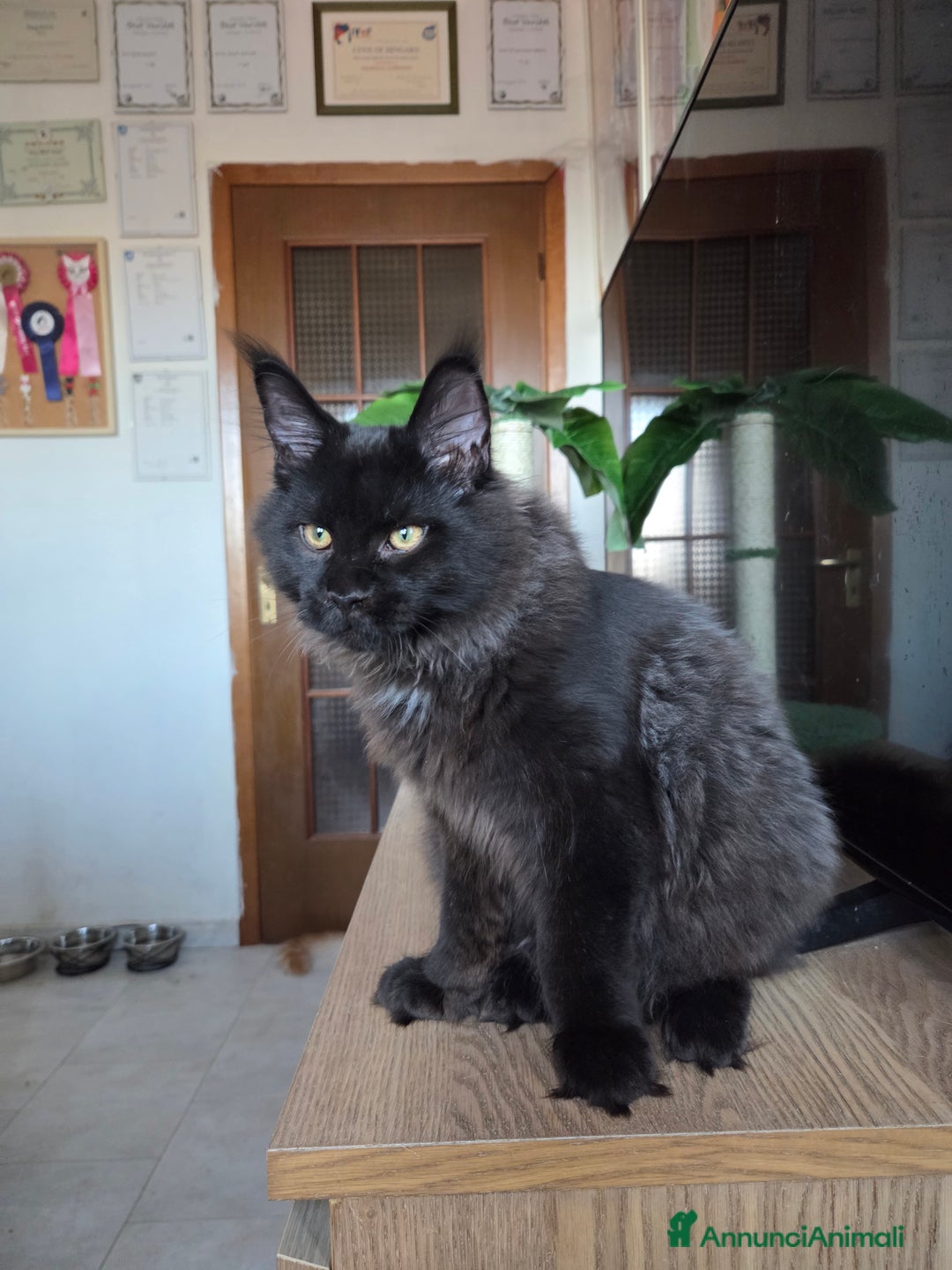 Maine Coon gatti in vendita: Ultimi 4 cuccioli Maine Coon - Annuncio 9