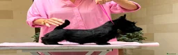 Scottish Terrier cani in vendita: Cuccioli Scottish Terrier - Annuncio 3