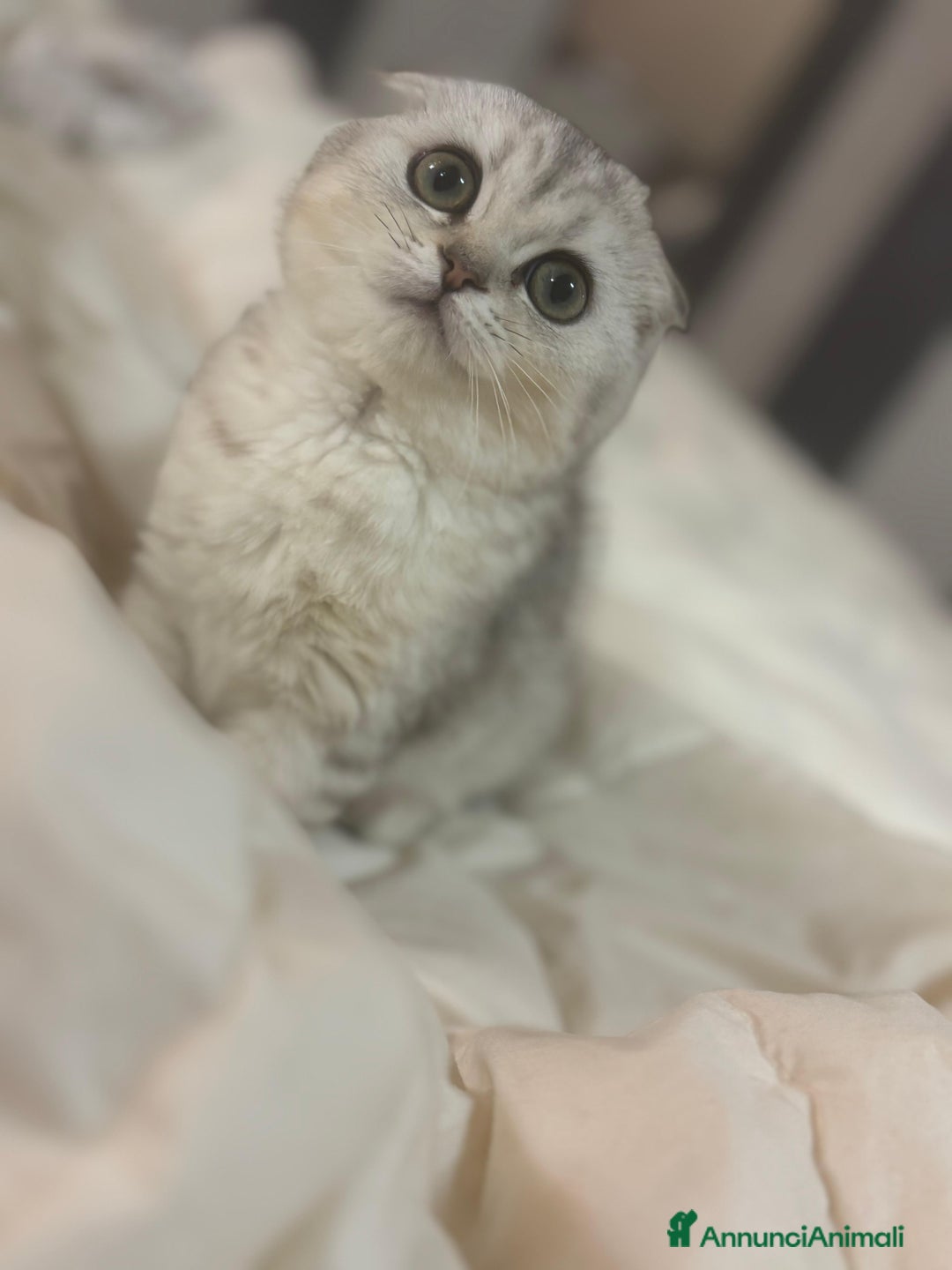 Scottish gatti in vendita: Cucciola scottish fold  - Annuncio 6