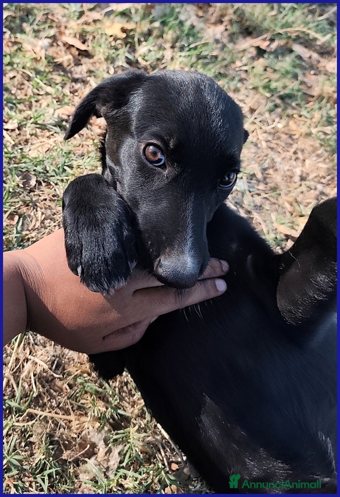 Meticcio cani in regalo: BRENDA, CUCCIOLA 5 MESI RECUPERATA SOTTO IL SOLE  - Annuncio 6