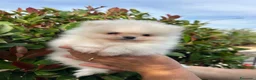 Spitz cani in vendita: Cucciolo di spitz di Pomerania  - Annuncio 4