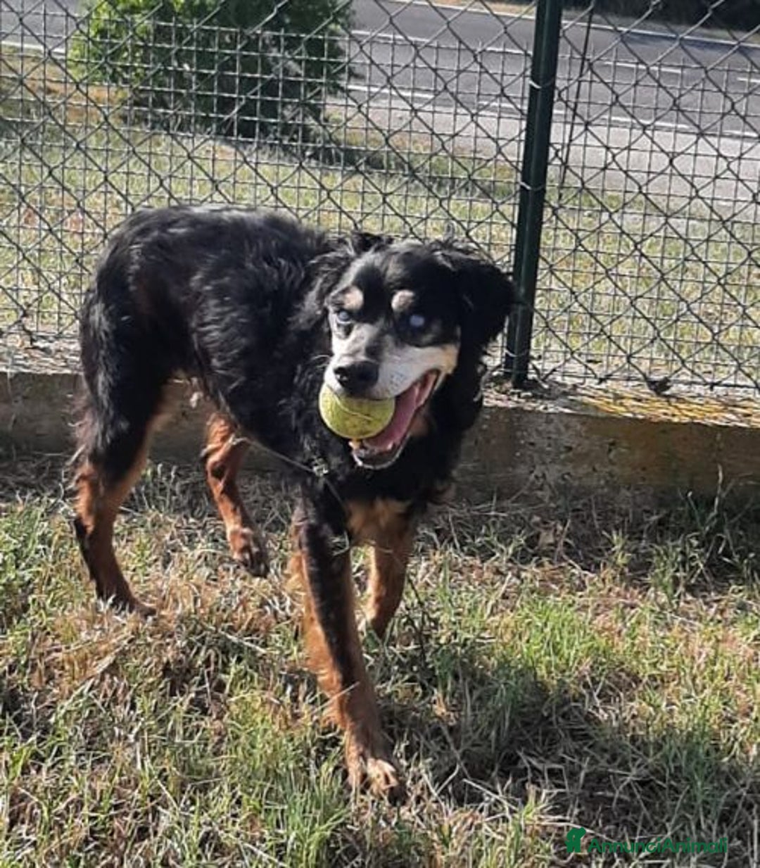 Segugio cani in regalo: FRITZ 5-6anni dolce segugio! - Immagine 6