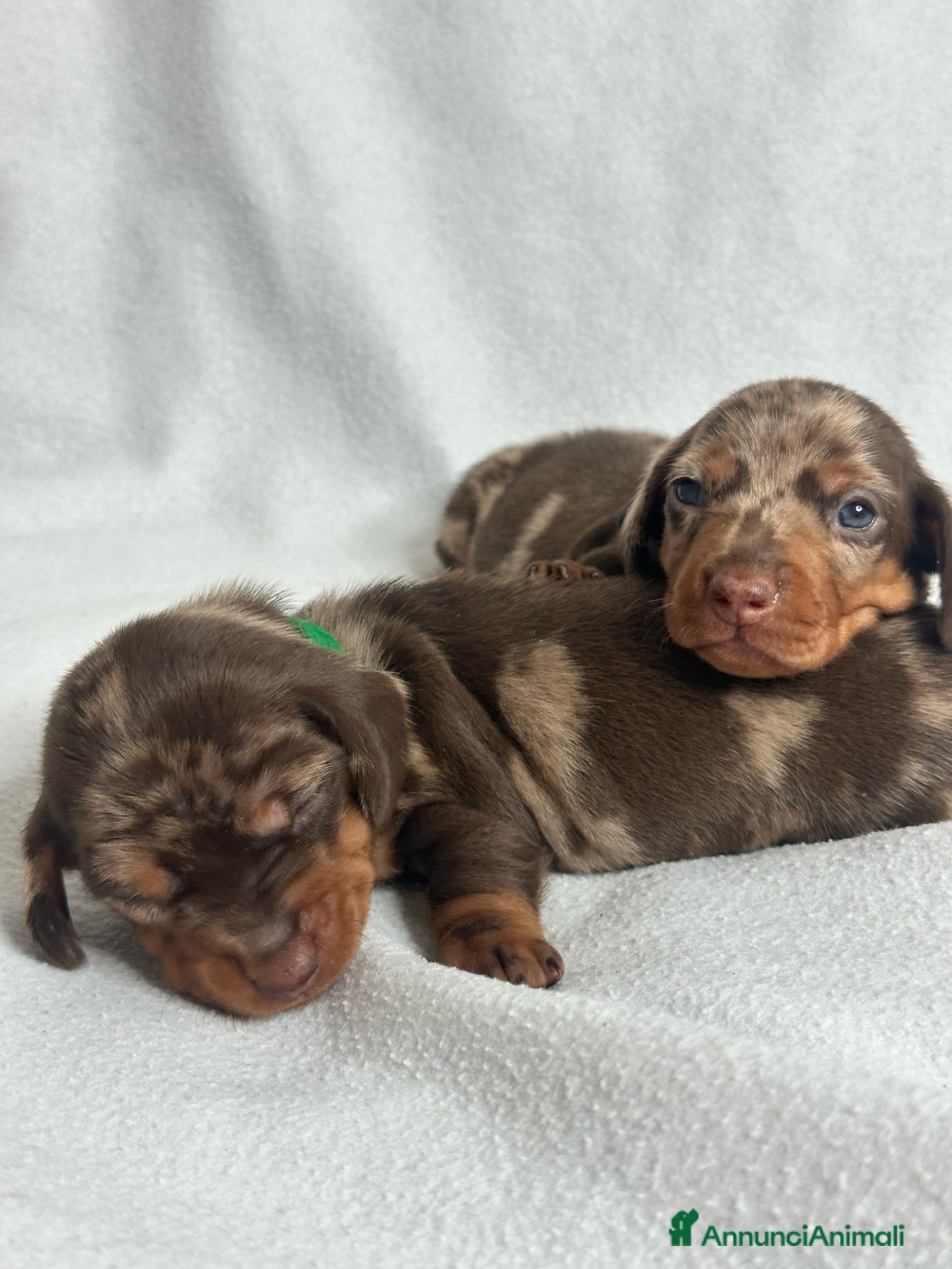 Bassotto cani Disponibili cuccioli di bassotti  - Annuncio 1