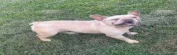 Bulldog Francese cani in vendita: Allevamento affida coppia di Bouledogue Francese - Annuncio 8