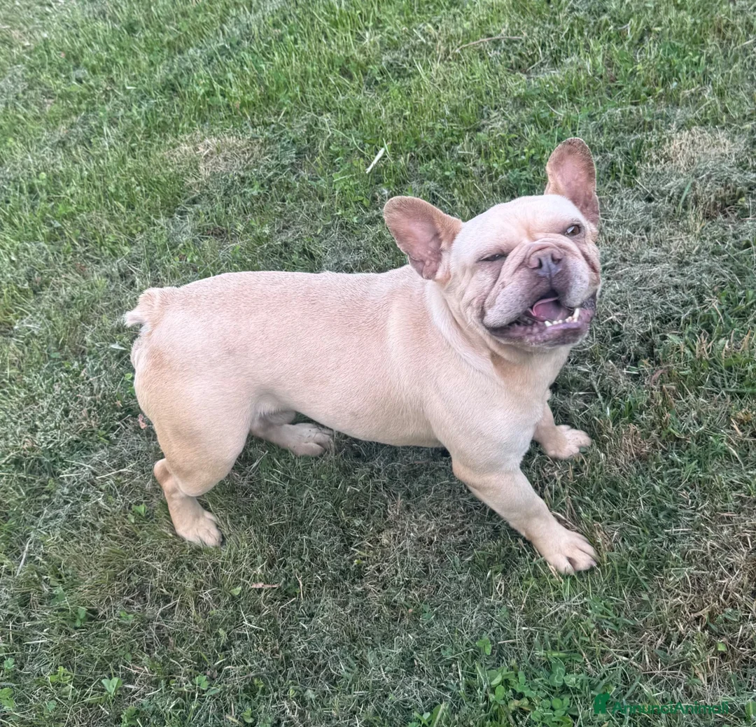 Bulldog Francese cani in vendita: Allevamento affida coppia di Bouledogue Francese - Annuncio 8