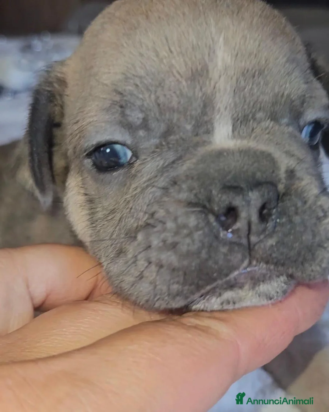 Bulldog Francese cani in vendita: Bulldog francese  a Città Metropolitana di Bologna - Annuncio 2