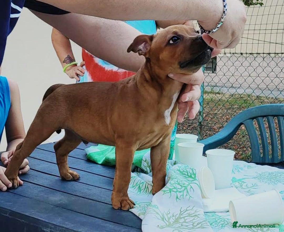 Immagine della galleria {{count}}