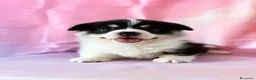 Corgi Pembroke cani in vendita: Cucciolata corgi Pembroke nata il 30-05-2026 - Annuncio 5