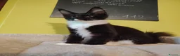 Maine Coon gatti in vendita: Meravigliosi gattini Maine Coon  - Annuncio 16