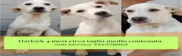 Meticcio cani in regalo: Harlock 4 mesi rimasto da solo cerca casa  - Annuncio 1