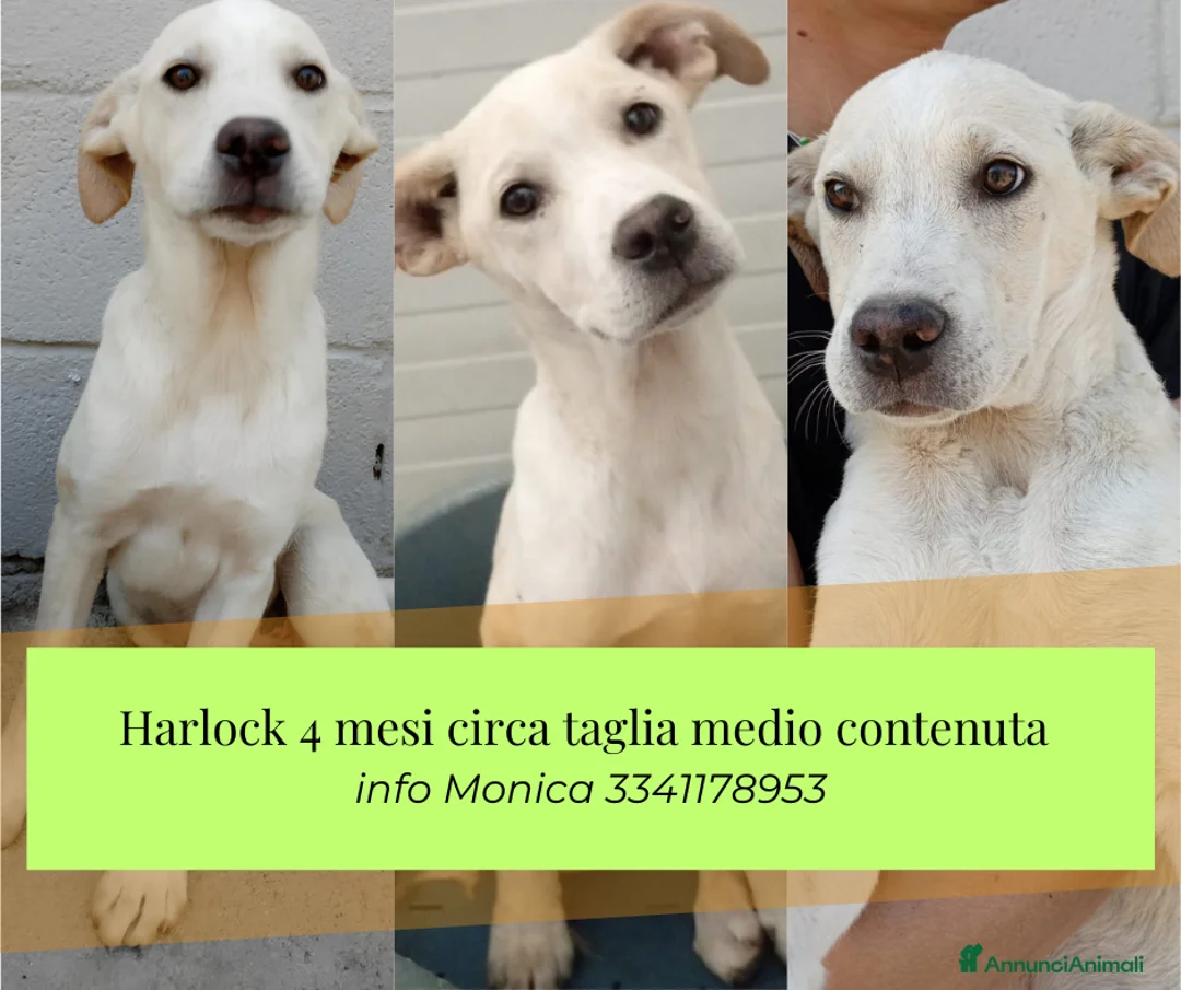 Meticcio cani in regalo: Harlock 4 mesi rimasto da solo cerca casa  - Annuncio 1