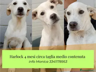 Meticcio cani in regalo: Harlock 4 mesi rimasto da solo cerca casa - Annuncio 1