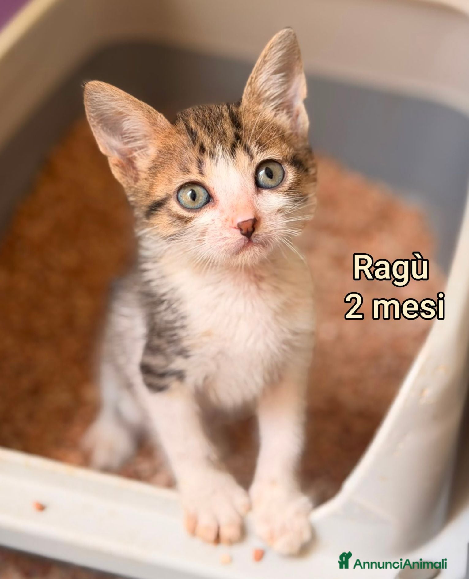 Meticcio gatti GATTINI ABBANDONATI: URGENTE  - Annuncio 4