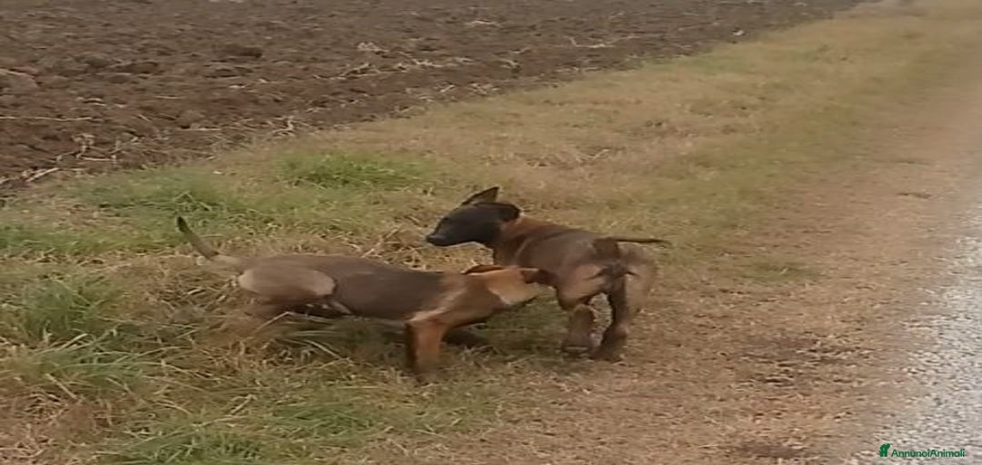 Immagine della galleria {{count}}