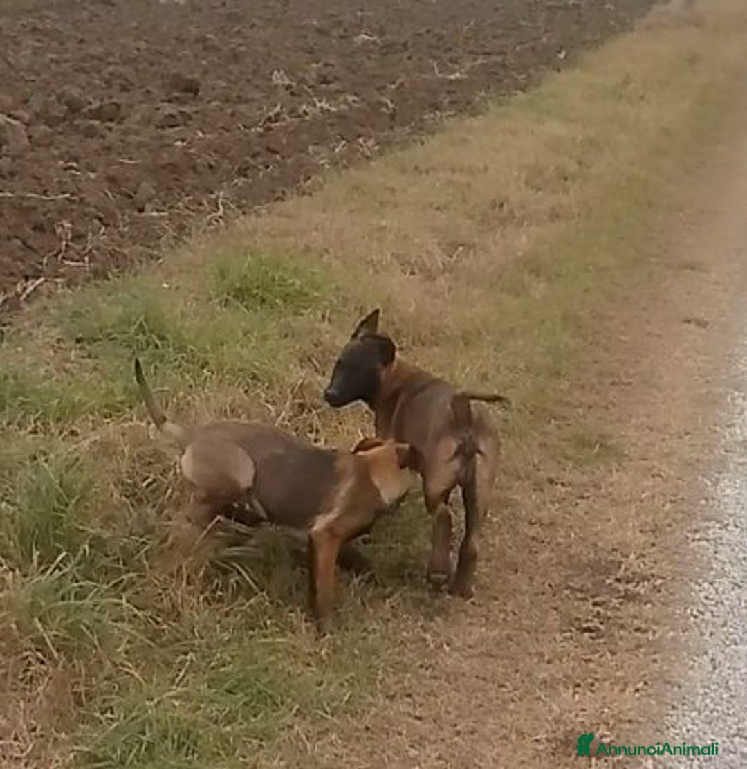 Immagine della galleria {{count}}