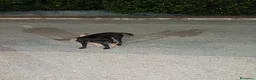 Meticcio cani in regalo: Cagnolini che cercano amore - Annuncio 3