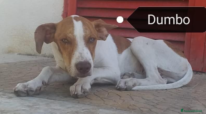 Meticcio cani DUMBO 3-4anni spera!Dimenticato in canile - Annuncio 26