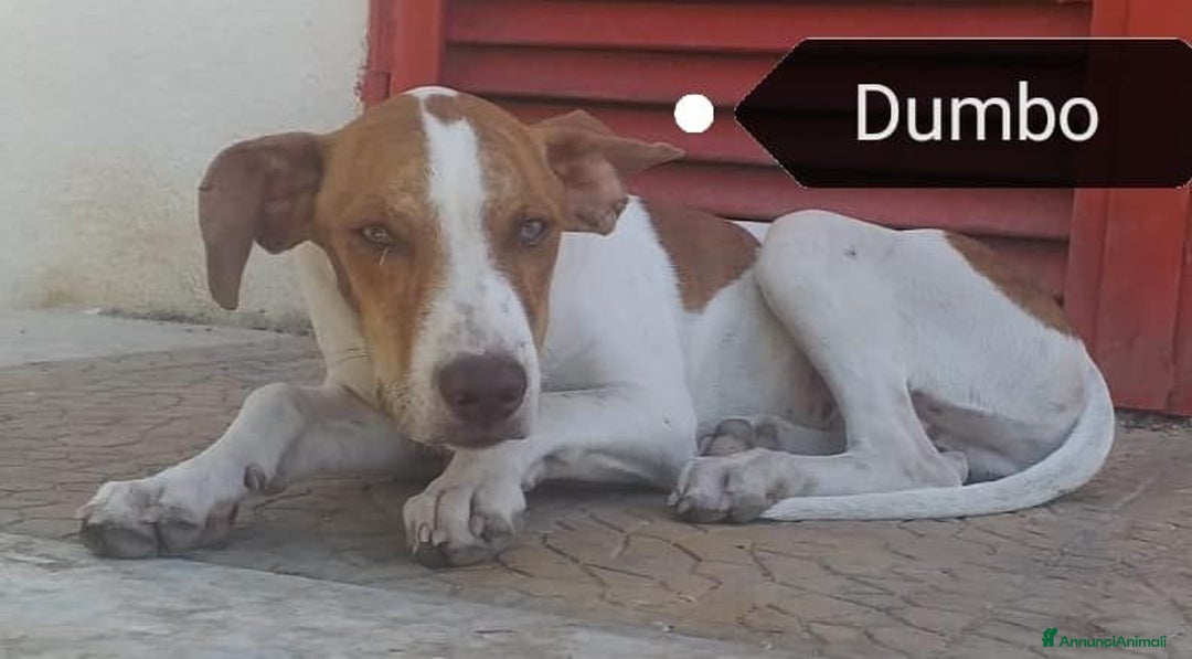 Meticcio cani in regalo: DUMBO 3-4anni spera!Dimenticato in canile - Annuncio 1