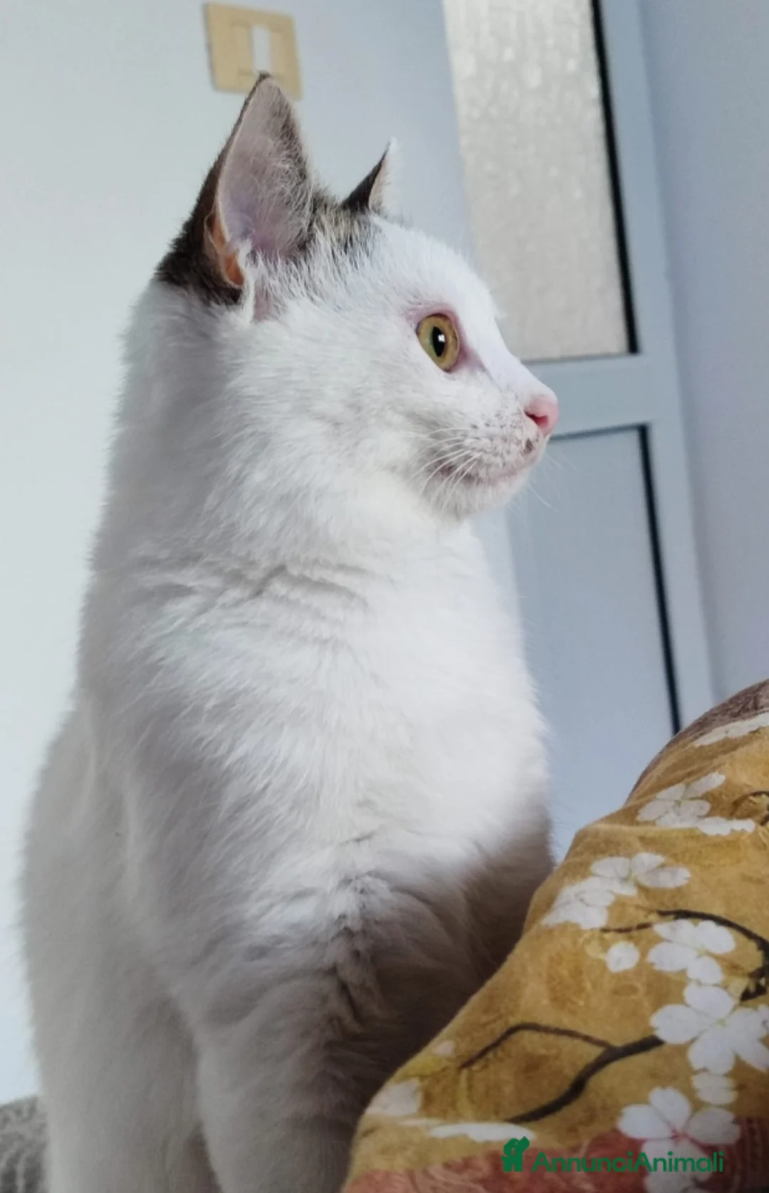 Meticcio gatti in regalo: Micina bianca con macchiette grigie 7mesi SOS CASA - Annuncio 6