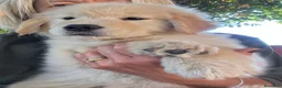 Golden Retriever cani in vendita: CUCCIOLA GOLDEN AMERICANO - Annuncio 3