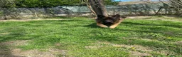 Pastore Tedesco cani in regalo: Pastore tedesco maschio  a Provincia di Novara - Annuncio 6