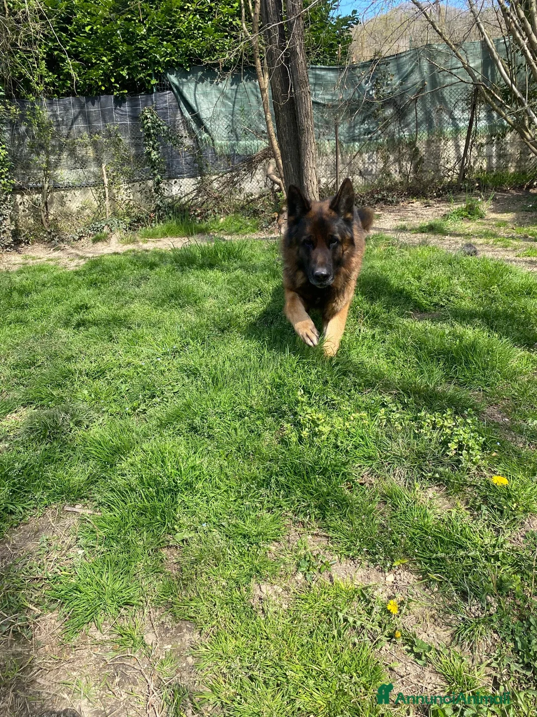 Pastore Tedesco cani in regalo: Pastore tedesco maschio  a Provincia di Novara - Annuncio 6