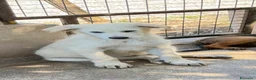 Meticcio cani in regalo: Freddy a Provincia di Parma - Annuncio 2