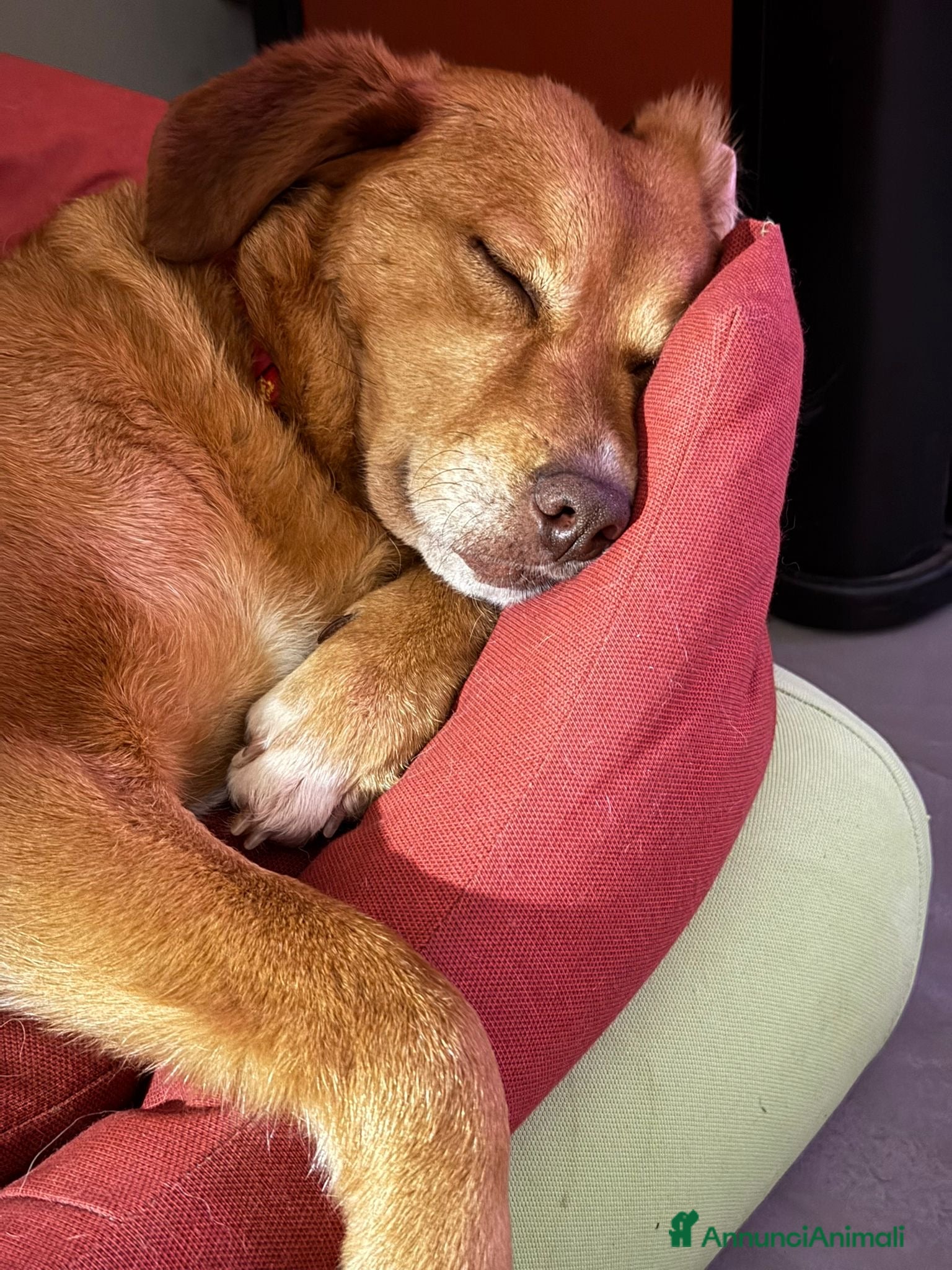 Meticcio cani Paperina cagnolina socievole 6 anni 16 kg - Annuncio 31