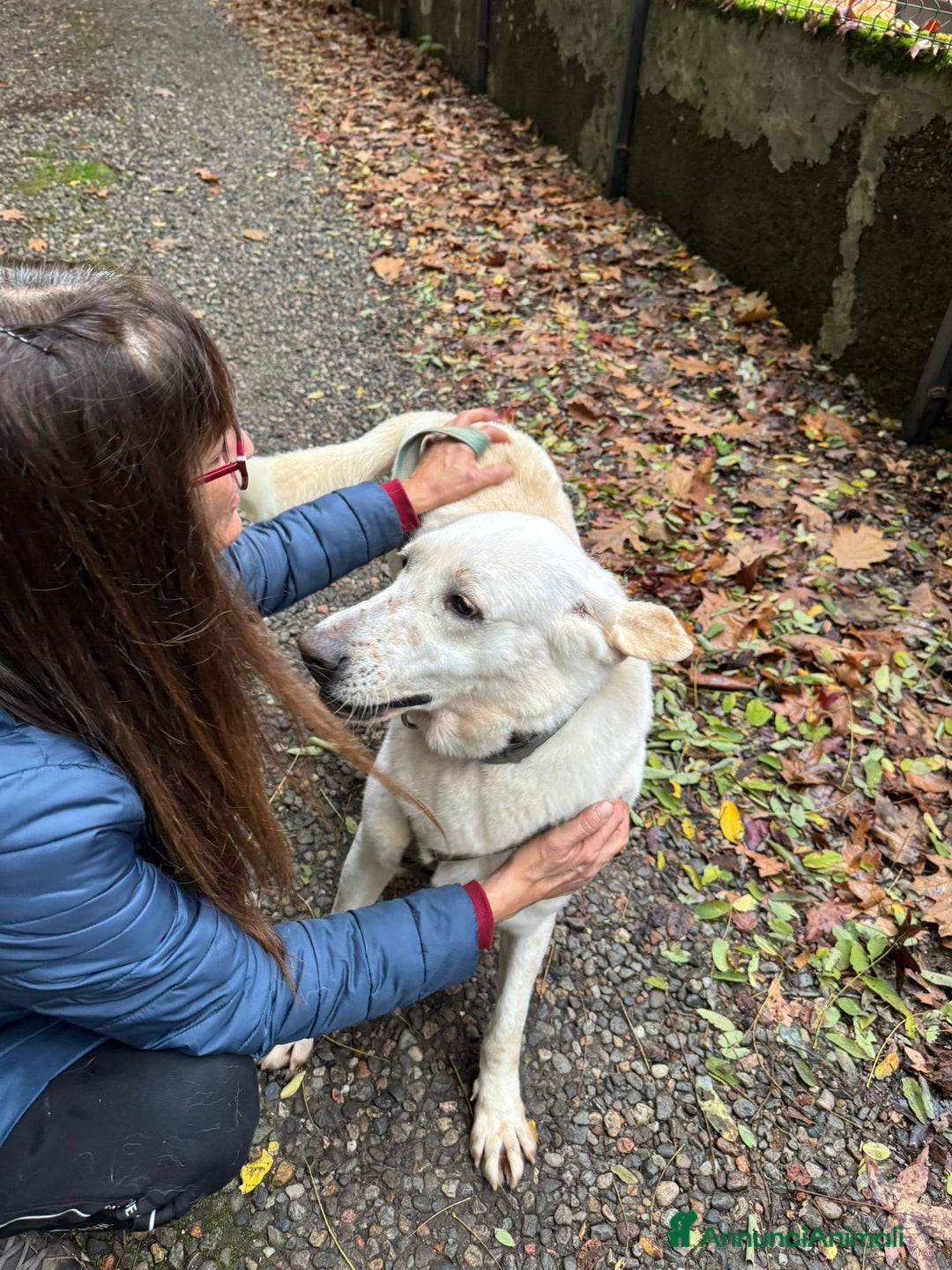 Labrador cani in regalo: Splendida Labrador Easy - Annuncio 8