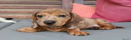 Bassotto cani in vendita: Bassotto arlecchino cioccolato  - Annuncio 3